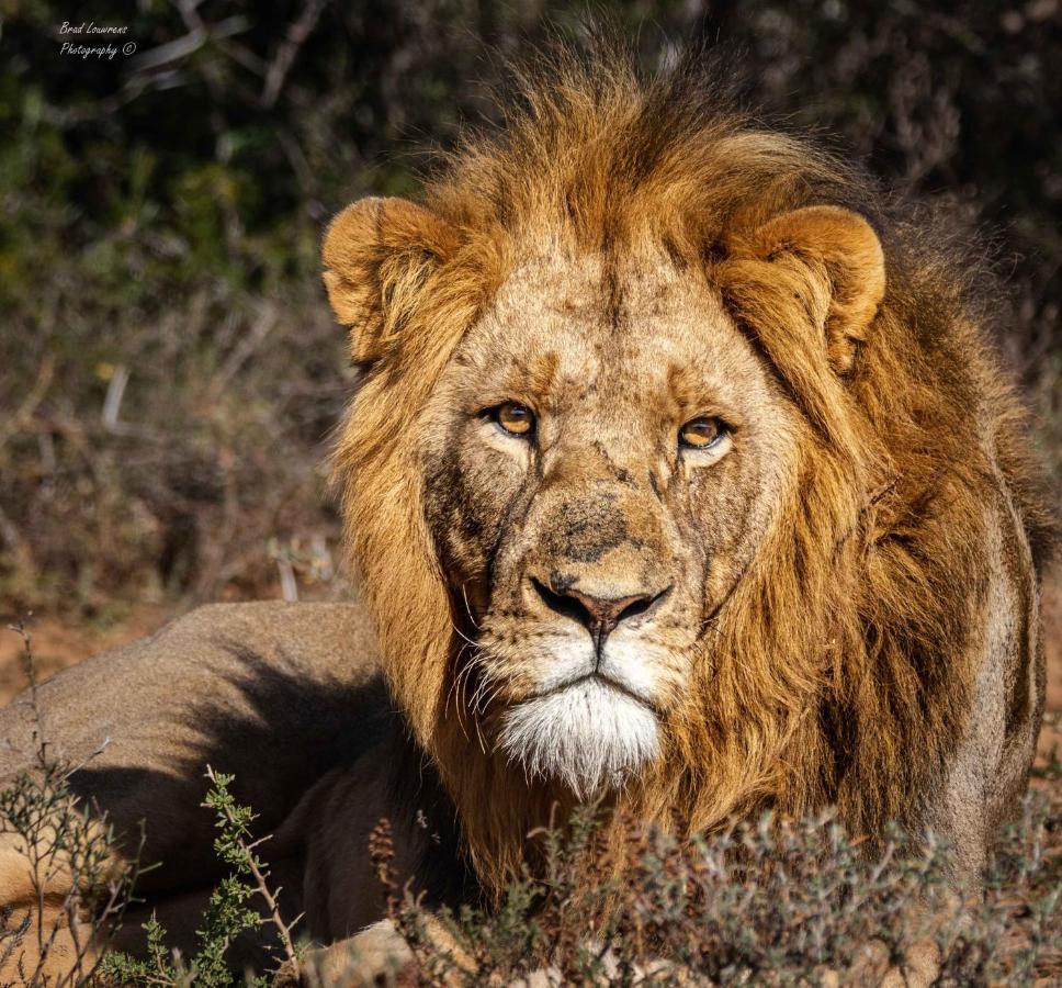 Woodbury Tented Camp - Riserva Faunistica di Amakhala Esterno foto
