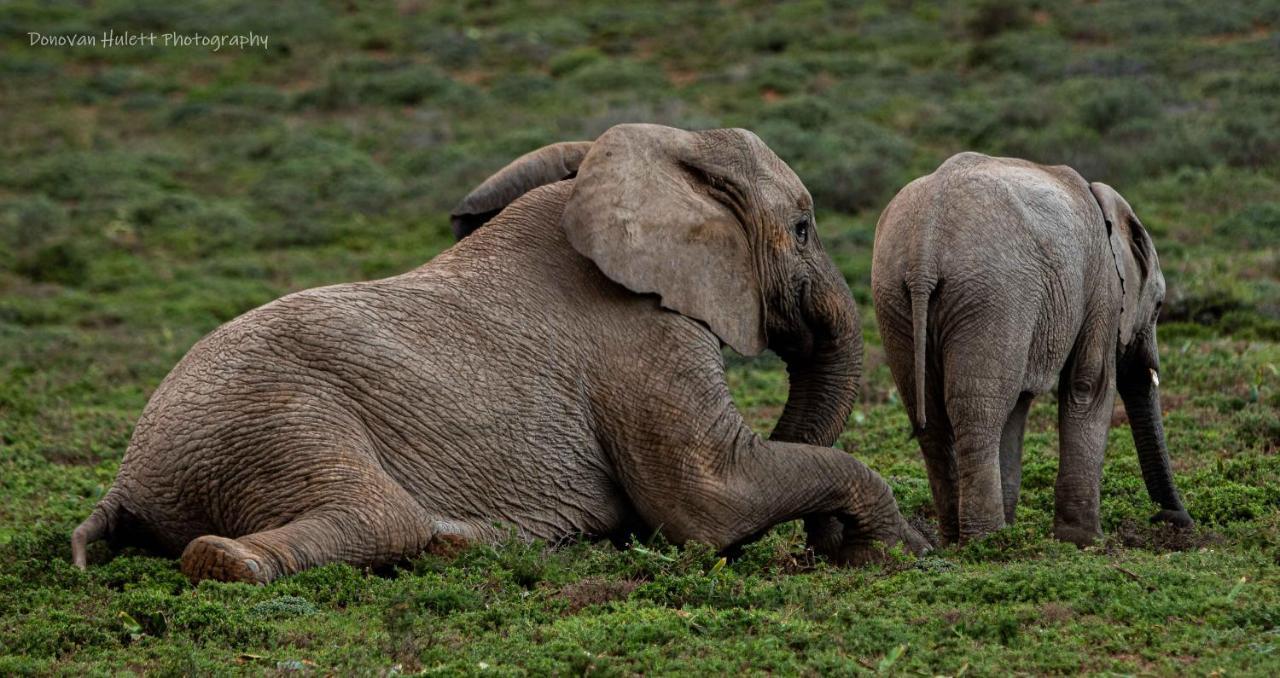 Woodbury Tented Camp - Riserva Faunistica di Amakhala Esterno foto