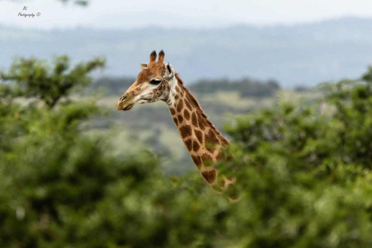 Woodbury Tented Camp - Riserva Faunistica di Amakhala Esterno foto